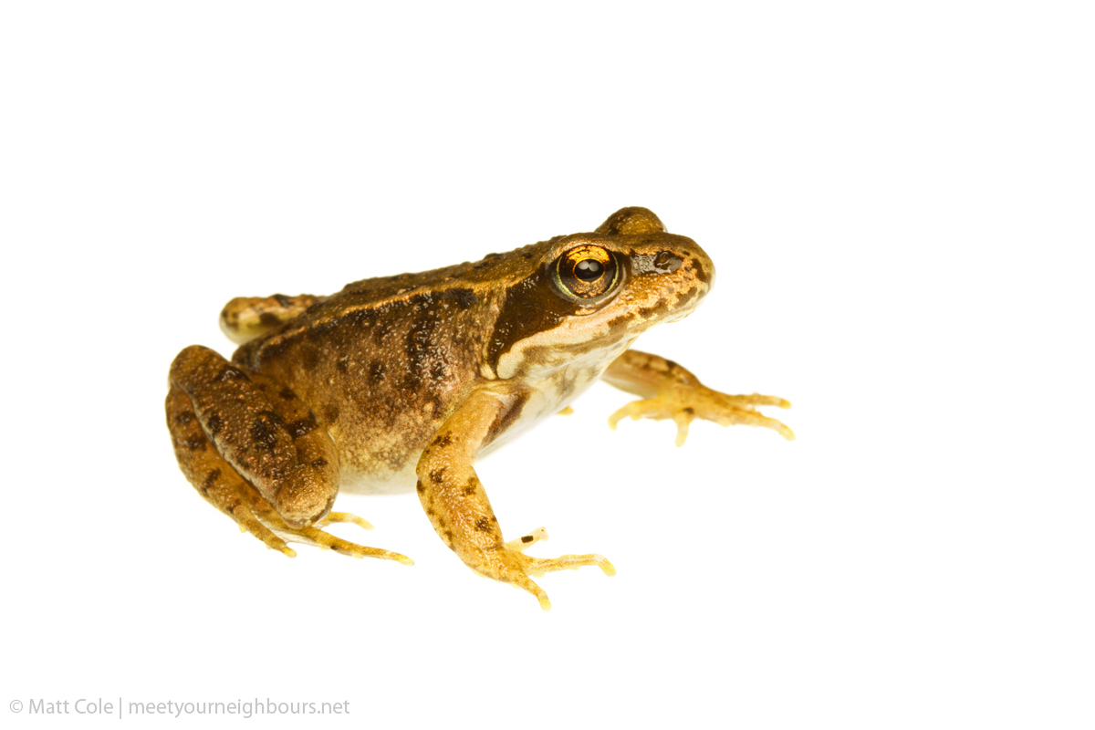 MYN Common Frog